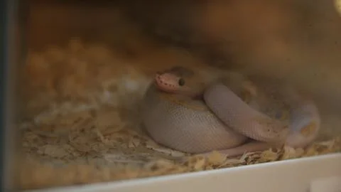 Close-up of a coiled ball python resting on wood shavings inside a glass Stock-Fotos