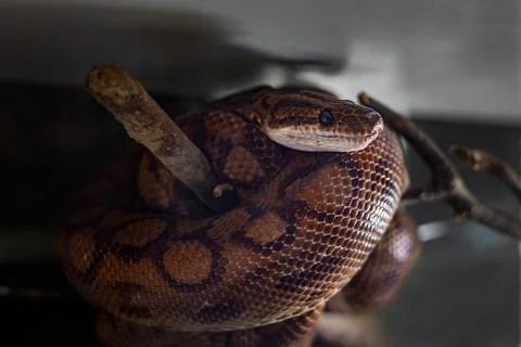 Close-up coiled brown python resting on branch Stock Photos