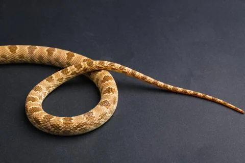 Close-up of a coiled patterned snake Stock Photos