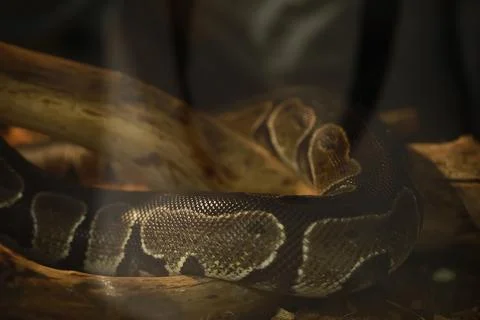 Close-Up of a Coiled Python on Wooden Logs in Natural Habitat 스톡 사진