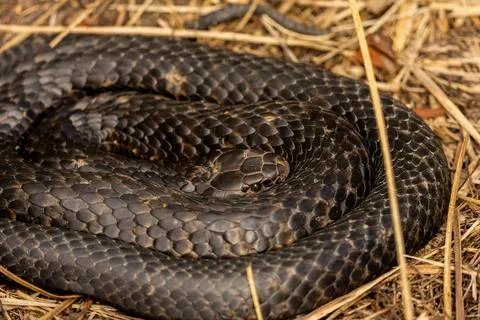 Close up of a Coiled Wild Tiger Snake in Tasmania, Australia Stock Photos