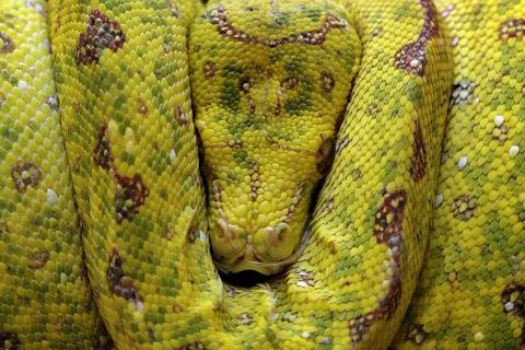 Close-up of a coiled Yellow tree python snake on a branch sleeping, Indonesia Stockfoto's