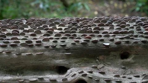 Close-up of coins hammered into fallen wish tree in St Nectan's Glen Vídeo Stock 279434142