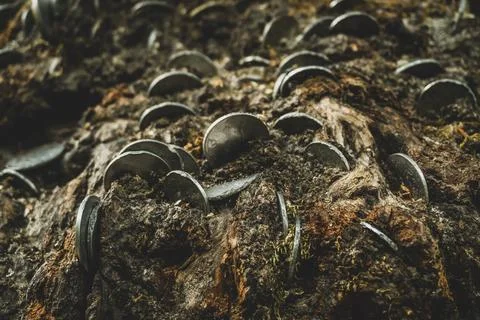 Close?up of coins inserted into rough tree bark in Uttarakhand Himalayas, s.. Stock Photos