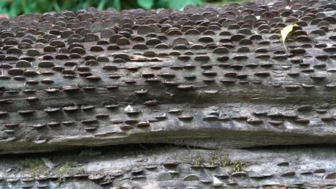 Close up of coins in wish tree, st nectan glen Stock Footage 276677779