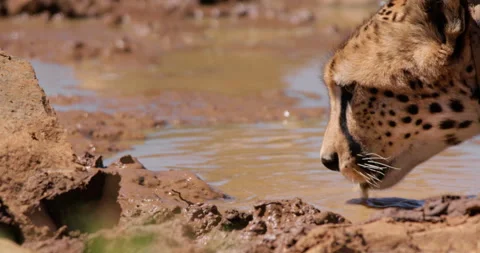 Close up of collard cheetah's head sipping water and keeping vigilant Stock Footage 308673255