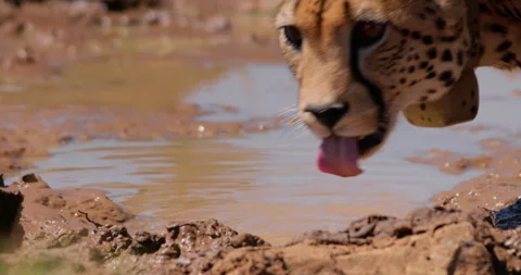 Close up of a collard cheetah's head sipping water at noon in Kenya. Stock Footage 308673287