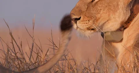 Close up of a collard lions' head as it watches another lion walk Stock Footage 308676510