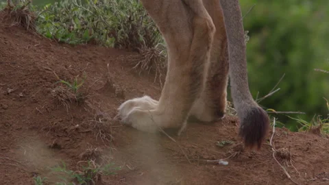 Close up of a collared female lion's back legs and tail as it stands Stock Footage 260851161