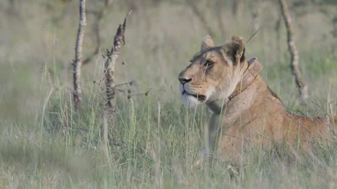 Close up of collared female lion's head resting across the savannah Video stock 260850257