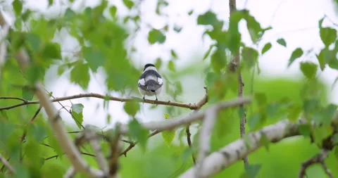 Close up of Collared flycatcher Stock Footage 130592705