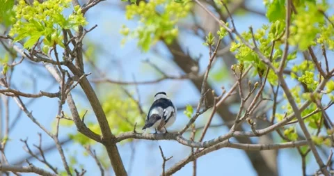 Close up of Collared flycatcher Stock Footage 130592719