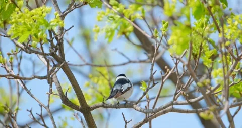 Close up of Collared flycatcher Stock Footage 130593689