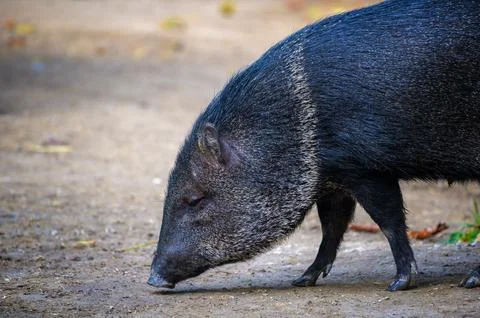 Close-up of Collared Peccary Sniffing Ground Stock Photos