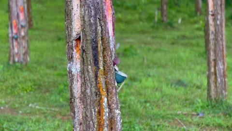 Close up. Collecting pine tree sap using small container. Pine forest. Vídeo Stock 263942531