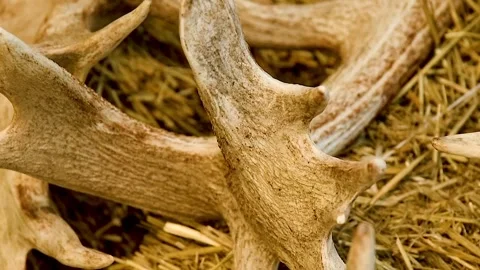 A close-up of a collection of deer antlers lying on a stack of straw. Stock Footage 328830806