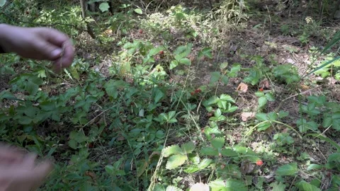 Close-up collection in the forest clearing ripe strawberries, which hangs in  스톡 동영상 111199658