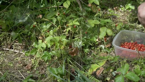 Close-up of the collection of a man in a forest clearing ripe strawberries Video stock 111205650