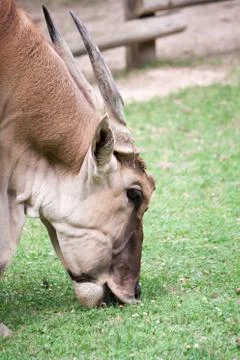 Close-up of a Collon Eland Stockfoto's