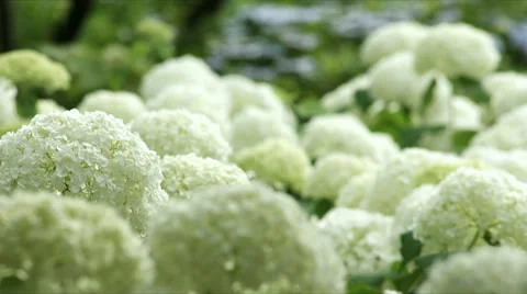 Close up Colonies of Hydrangea Annabelle, color grade, in Japan Stock Footage 66484908