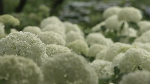 Close up Colonies of Hydrangea Annabelle, non color grade, in Japan Stock Footage 66483930