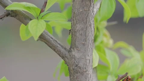 Close-up colony of ants crawling on bark tree in spring Stock Footage 323138810