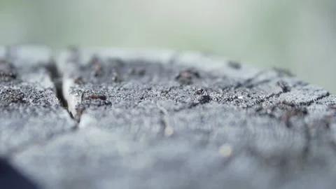 Close up of a colony of ants on a cut tree trunk. Clip. Natural macro landscape Stock Footage 146544679