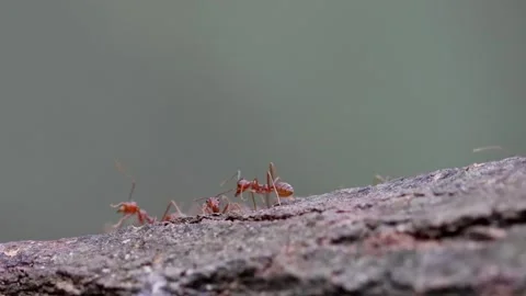 Close-up Colony Of Ants Video stock 253532552