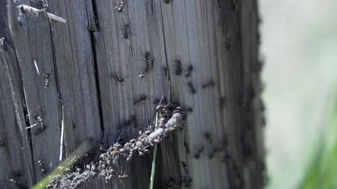 Close up of a colony of ants on a tree trunk. Clip. Natural macro landscape of Stock Footage 146309335
