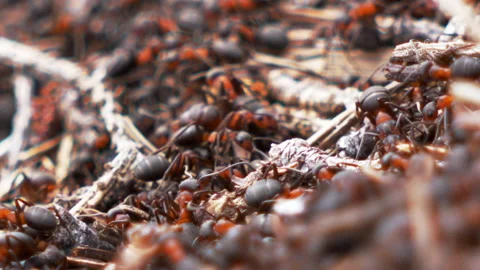 Close Up Of Colony Fire Ants Roaming Across Twigs On The Ground Vidéo 131015558