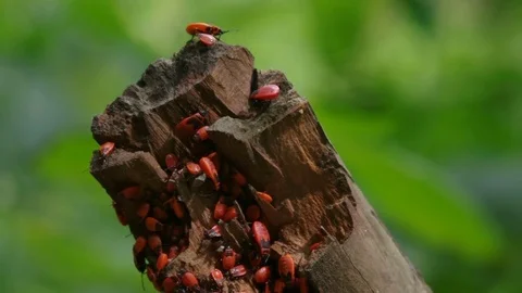 Close-up on a colony of firebugs on a dry branch with dynamic light Video stock 77409483