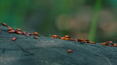 Close-up on a colony of firebugs with dynamic light Video stock 77409480