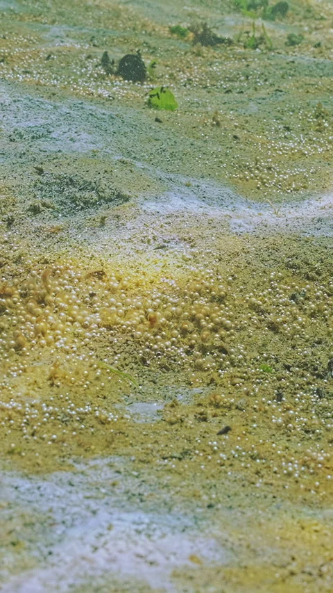 Close-up of colony of single-celled algae producing multitude of tiny gas Video stock 338023076