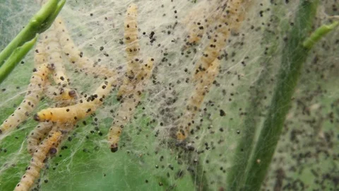 Close-up on a colony of yellow caterpillars crawling inside web nest on a plant Video stock 77029960