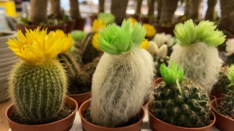 Close-up, colored cacti in the frame randomly. Beautiful flowers Video stock 127580186