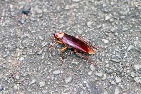 Close up of a colored cockroach Foto stock