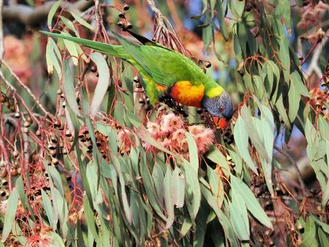 A close up of colored parrot looking down standing on a white pink flower on  스톡 사진
