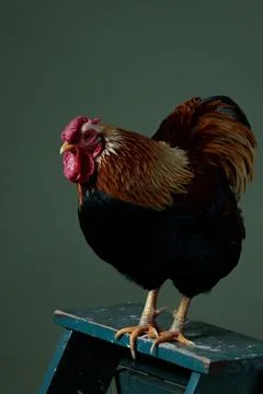 Close-up of a colored rooster on a blue step, still life Stock Photos