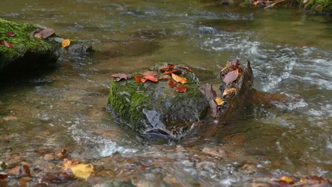 Close up colorful Alpine stream flowing in pristine forest in autumn season Stock Footage 142401273