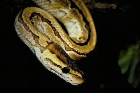 Close-up of a colorful ball python snake curled up Stock Photos