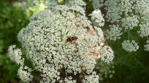 Close up of colorful bee beetle Trichodes apiarius feeding on umbellifer flowers Stock Footage 336260588