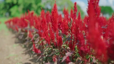 Close up colorful blooming cocks comb, Celosia plumosa or Celosia argentea Stock-Footage 222854864