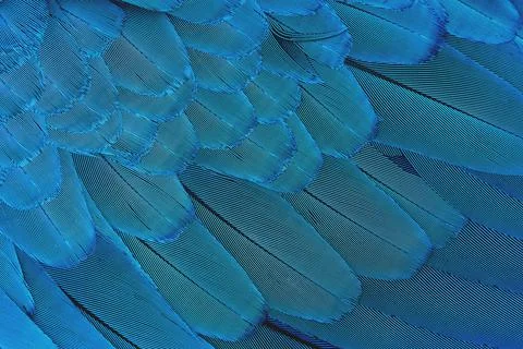 Close-up Colorful blue feather pattern, luxury pattern Stock Photos