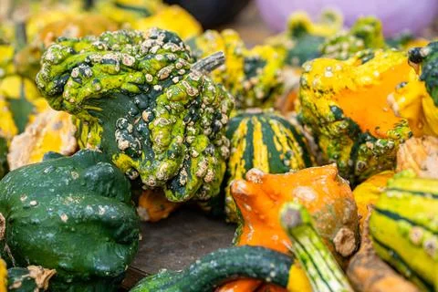 Close-Up of Colorful Bumpy Gourds and Squash for Autumn Decor Stock Photos