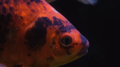 Close up of colorful carp fish Video stock 121852310