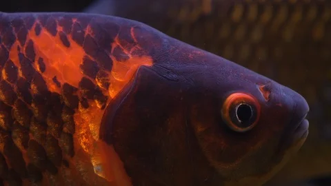 Close up of colorful carp fish Stock Footage 121852530