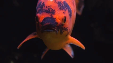 Close up of colorful carp fish Video stock 121852536
