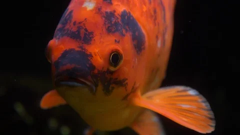 Close up of colorful carp fish Stock Footage 121853095