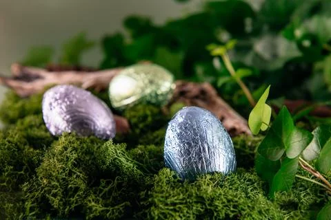 Close up colorful Easter chocolate eggs in colored foil in a moss and woods Stock Photos