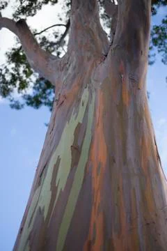 Close Up of Colorful Eucalyptus Tree Bark Stock Photos